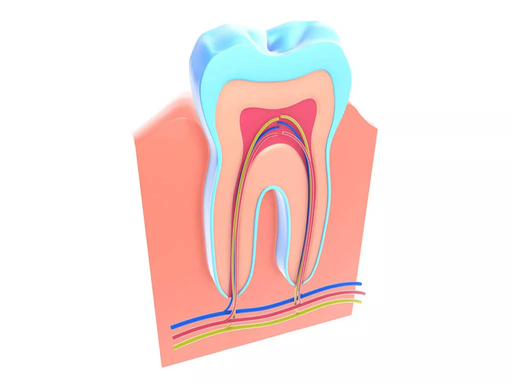 3D cross-sectional illustration of a molar tooth with a blue protective layer, displaying the inner structure including the pulp chamber and root canals, against a white and peach gradient background.